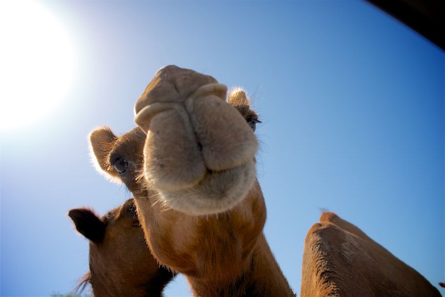 Camel Ride in Rohi Desert